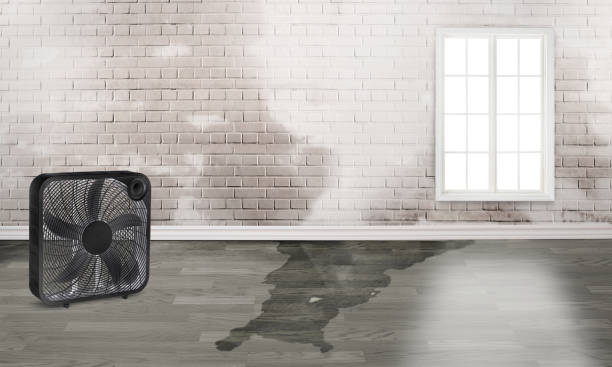 Best Mold removal after water damage  in Tooele, UT